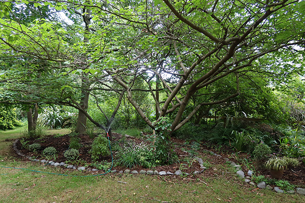  The new summer-shade garden in the Pond Paddock. 