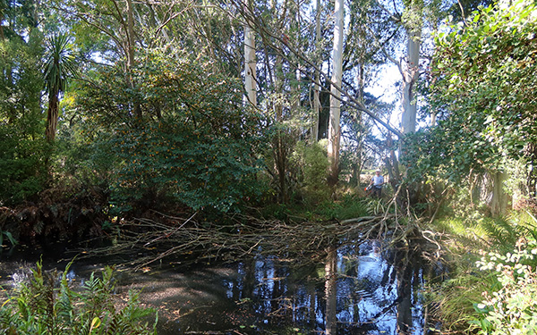  All the mess lands in the pond. 