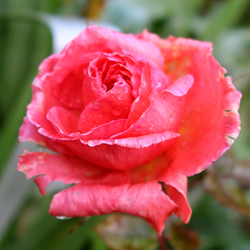  Silly time to be flowering - this is a hybrid tea rose! 