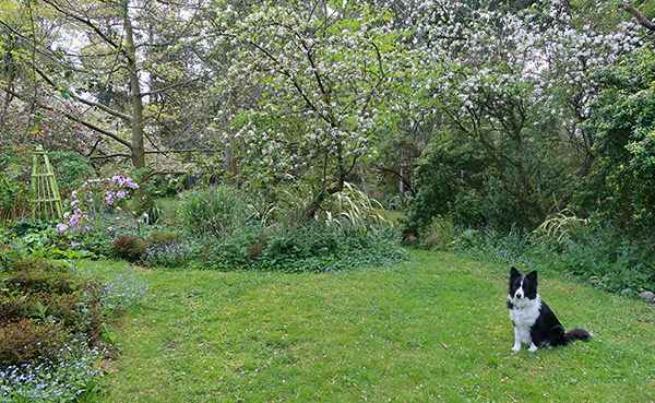  The lovely lilac rhododendron in over to the left. 