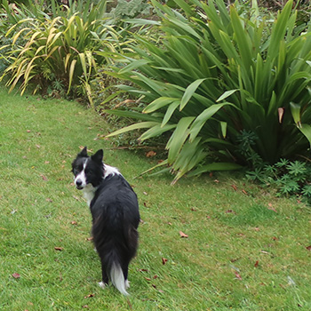  My younger Border Collie. 