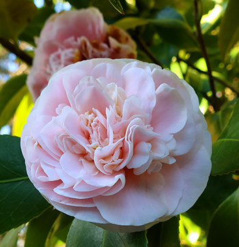  And brown Camellia! 