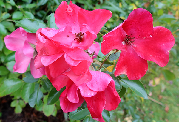  A coral Flower Carpet, bred by Noack. The colour is much pinker this late in the season. 