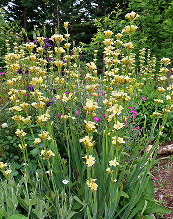  Self-Sown in the Hump Garden. 