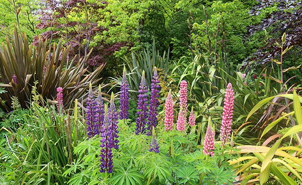  Edged with Lupins and Phormiums. 