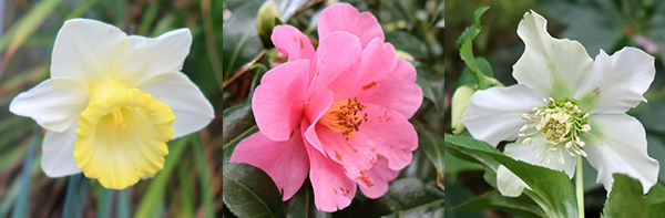  Early daffodil, Camellia, Hellebore 