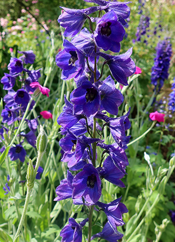  In the pergola garden. 