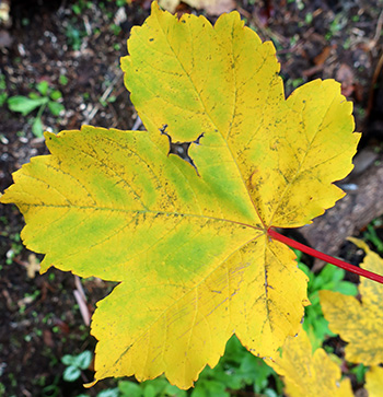  I think! A seedling tree. 