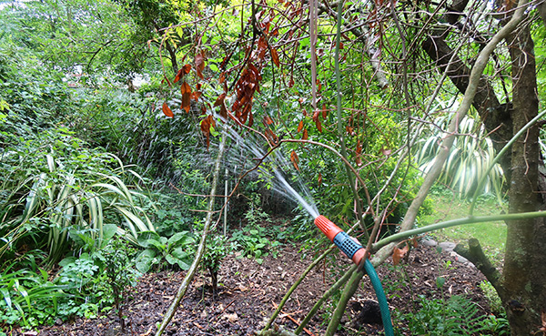  In the Pond Paddock Garden. 