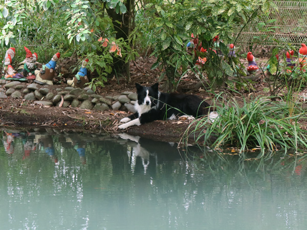  Waiting for me to throw her stick into the water. 