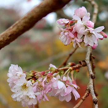  Prunus. 