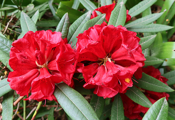  A deepish red, flowering mid-season. 