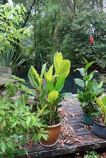  Grown in pots and kept (hopefully) well watered. 