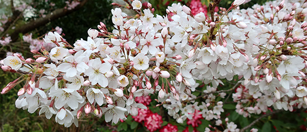  The big flowering Cherry tree in the Driveway lawn. 