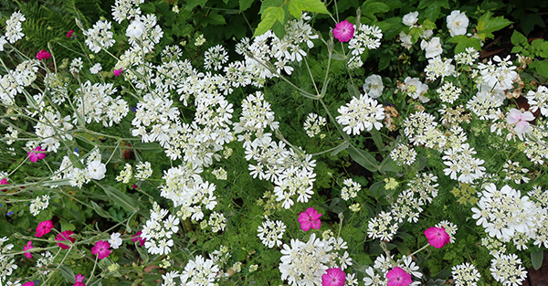  A favourite flowering annual. 