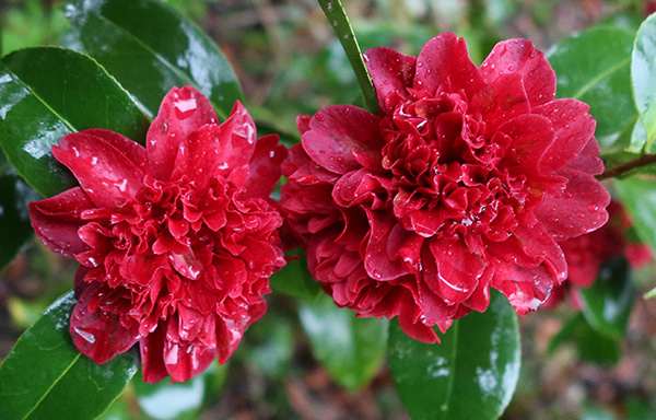  A black-red colour, bred in New Zealand. 