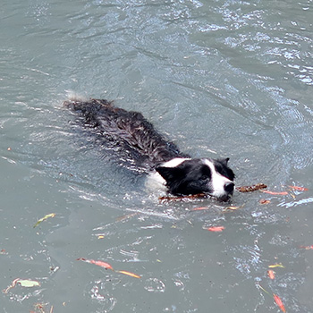  Winnie swimming with her stick. 