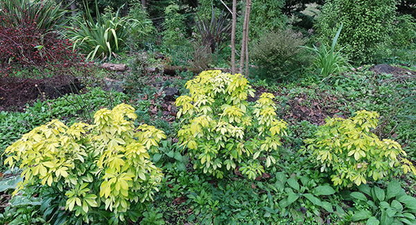  The golden leaf variety. 