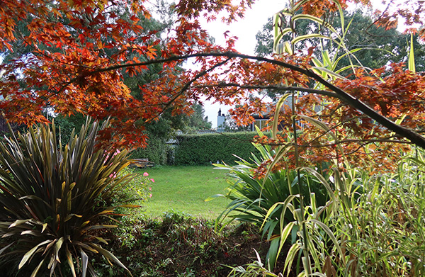  Maple tree starting to colour red. 