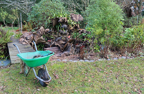  The Gunnera leaves have turned brown. 