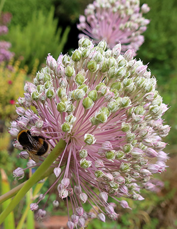  A bumble bee. 