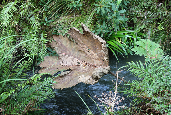  The Water Race. 