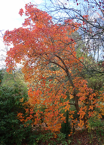  A beautiful autumn tree. 