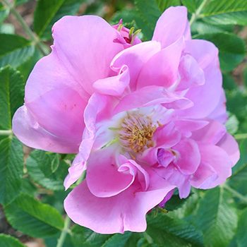  A hybrid rugosa. 