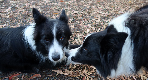  Pebbles and Winnie 