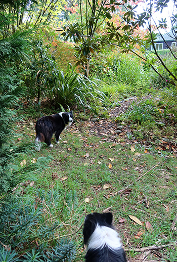  Pebbles is waiting for Winnie to move. 