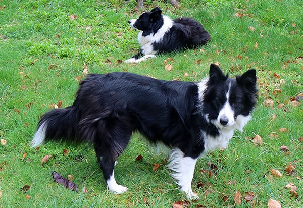  The dogs love lock-downs. Their humans are home all the time! 