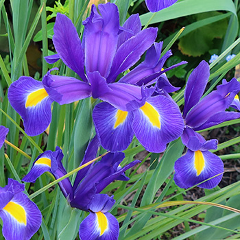  Irises. 
