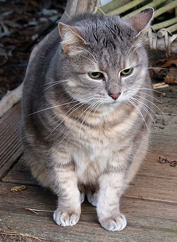  My cottage cat. 