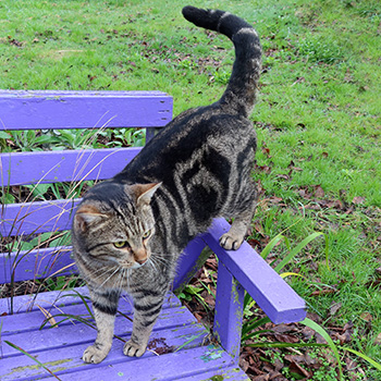  On one of the purple seats. 