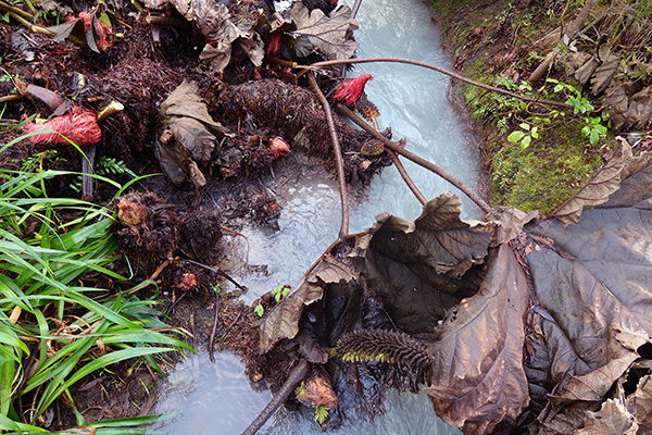  You can see the roots growing through the water. 