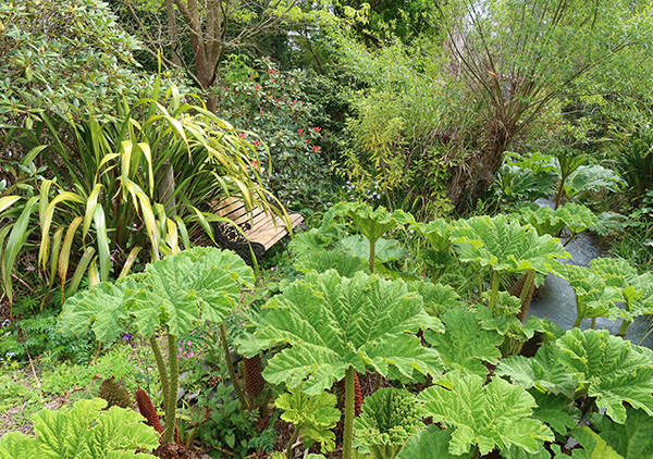  Gunnera, a Phormium, and the late flowering rhododendrons just starting. 