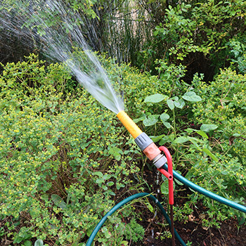  Watering the rugosa hedge in the Allotment Garden. 