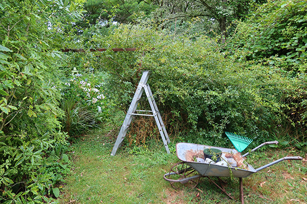  Training the Banksia lutea rose. 