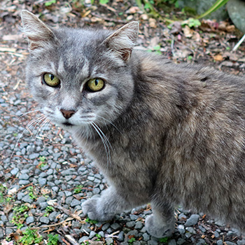  My old grey cat. 