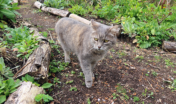  She always walks along the paths. 