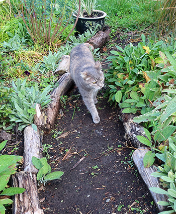  On a path in the Hump Garden. 