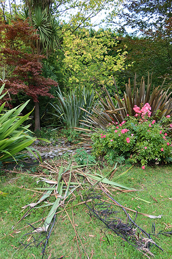  Phormium mess from the water race. 