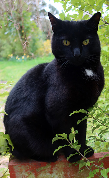  Beautiful black cat. 