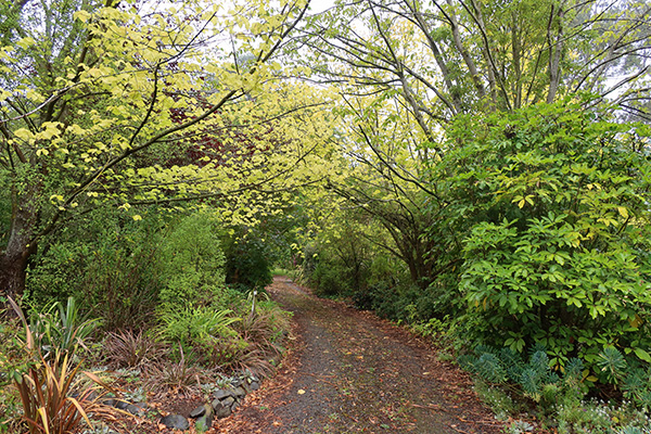  There is definitely a look of the changing season in the Driveway trees. 