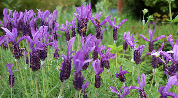  It is worth buying in new Lavender plants. 