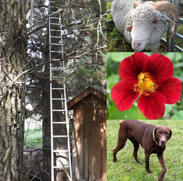  The rescue ladder, the Bachelor (Beau ram), Nasturtiums, and Big Brown Escher 