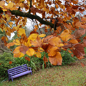  Purple Bench, golden-brown leaves, green Phormiums. 