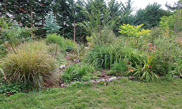  Where I planted the pumpkins 