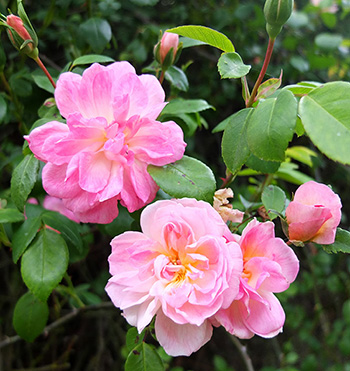  Photograph from seven years ago, when he was flowering properly. 