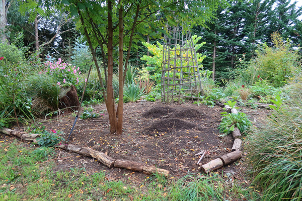  Used to be covered up with a suckering Viburnum. 